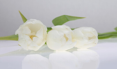 White Tulip flower on light background.