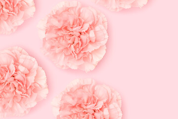 Carnation flowers scattered on a pink background. Place for text.