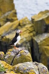 atlantic puffin or common puffin