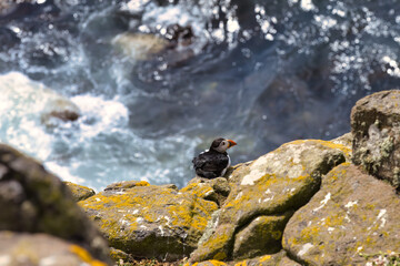 atlantic puffin or common puffin