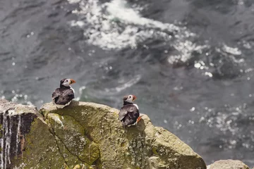 Deurstickers Papegaaiduiker atlantic puffin or common puffin on a cliff
