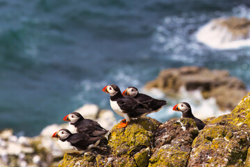 atlantic puffin or common puffin on a cliff