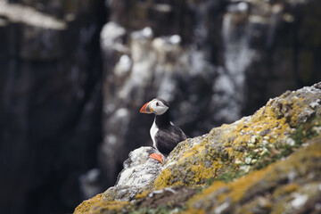 atlantic puffin or common puffin