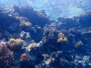 Naklejka na ściany i meble Coral Reef in the Red Sea