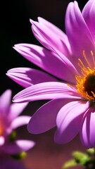 purple chrysanthemum flower close-up macro photography