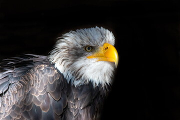 Weißkopfseeadler
