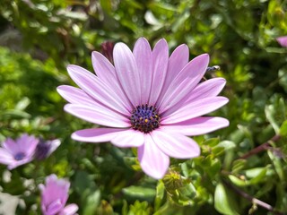 Obraz premium violet African daisy flower
