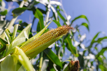 close-up corn on the field, the concept of growing corn