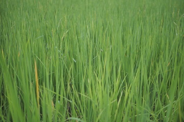 Beautiful scene of a green rice field landscape in an overcast, cloudy region of Thailand. Cereal harvesting environment.