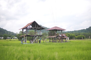 Beautiful scene of a green rice field landscape in an overcast, cloudy region of Thailand. Cereal harvesting environment.