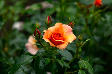 Beautiful orange rose in the park in the flower bed.