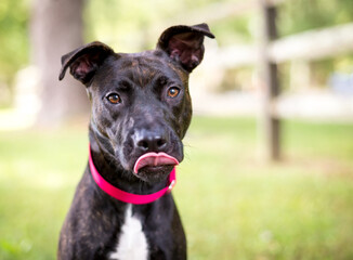 A brindle Pit Bull Terrier mixed breed dog licking its lips