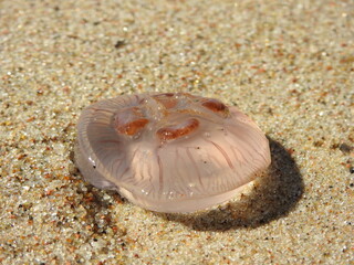 jellyfish of the baltic sea on the sand