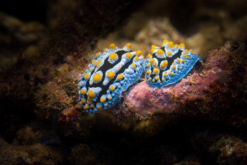 two beautiful nudibranchs on a coral, macro shot