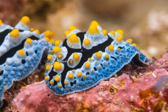 two beautiful nudibranchs on a coral, macro shot