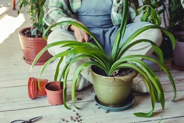 Beautiful smiling plus size African American woman with short hair is doing home gardening at home, repotting, taking care about plants. Concept of wellbeing, work life balance, simple pleasures