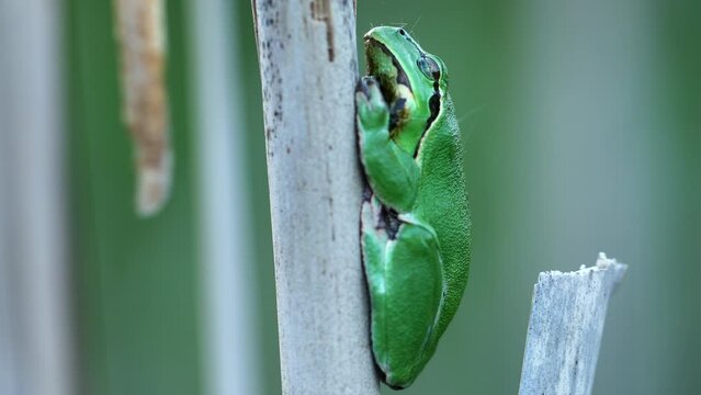 Male of European tree frog (Hyla arborea) sitting on dry cattail leaf waiting for females during breeding season. Wildlife macro footage with green beige contrast