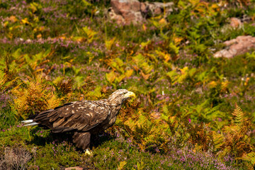 Male white-tailed eagle eating his prey on the ground