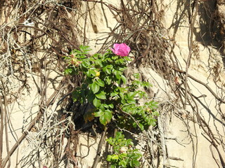 rosehip on the dune