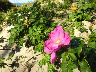 rosehip on the dune near the baltic sea