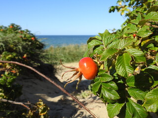 rosehip fruit on the coast of the baltic sea