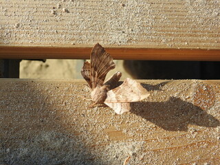 a brown moth on the wooden beam