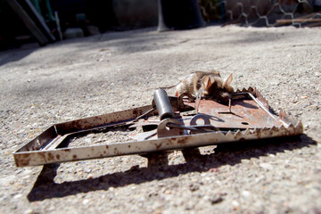 mouse trap, mouse stuck in mousetrap, old mousetrap