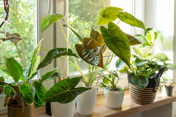 Philodendron white measures or birkin, alocasia, white princess in the pots at home. Indoor gardening. Hobby. Green houseplants. Modern room decor, interior. Lifestyle, Still life with plants © Natali