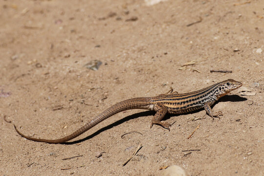 Western Whiptail Lizard sunning itself in open area.