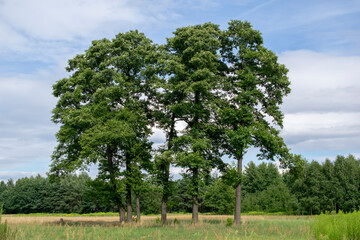 large black alder trees in summer - obrazy, fototapety, plakaty