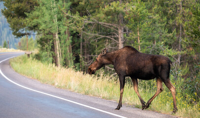Naklejka na ściany i meble Female Moose Cautiously Crosses Road