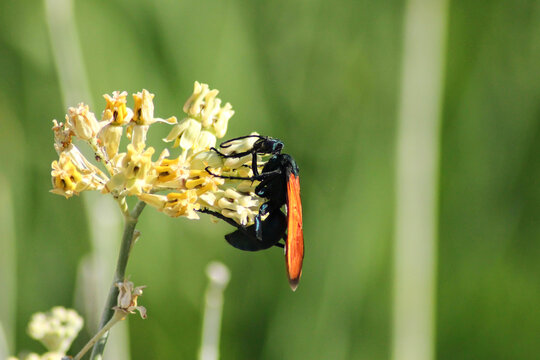 A Tarantula Hawk Wasp feeding on some flowers