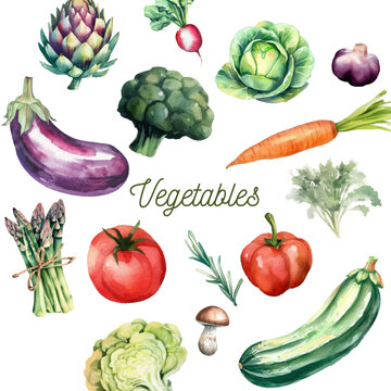 Hand drawn watercolor vegetables and herbs collection