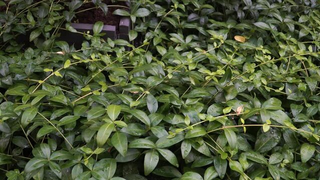 Lesser Periwinkle (Latin: Vinca minor) - a perennial evergreen plant with dark green leaves that contains multiple compounds called vinca alkaloids, which give the plant its medicinal properties.