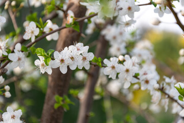 Fleurs printanières