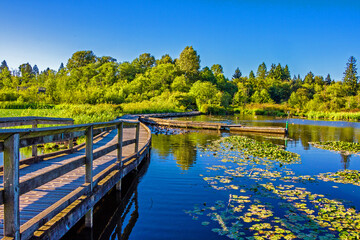 A beautiful lake in Burnaby City, covered with green lotus leaves, ducks on the water, a wooden...