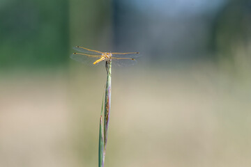 dragonfly on tall grass