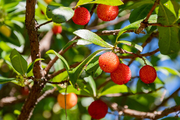 Obraz premium Fruits de l'arbousier