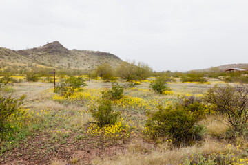 Arizona Landscape with a hill with tall green cacti, a meadow with yellow flowers on a cloudy day. Beautiful scenic view in Arizona, USA
