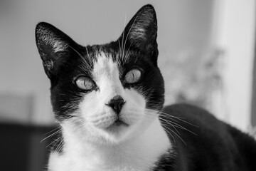 Chat noir et blanc