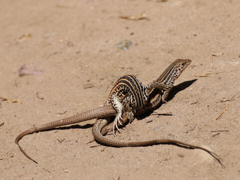 Pair of western whiptail lizards mating in the sun