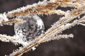 Freezing soap bubble close up ice cold weather grain plant