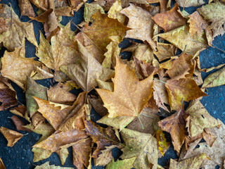 Autumn is coming. Fallen maple leaves on the sidewalk. Yellow dry leaves in August. Early leaf fall. Autumn concept.