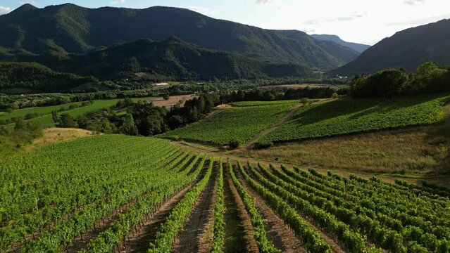 Aerial drone view over vineyards, towards agricultural fields, during sunset . Tidy rows of grapes ripening in the glow of the setting sun with mountainous terrain in the background in southern France