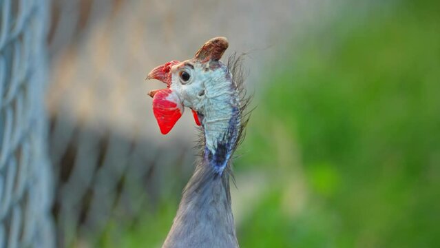 Helmeted guineafowls, Numida meleagris, domesticated farm bird from South Africa, Sahara. Close up slow motion. Farm bird looking for food.