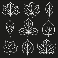 Set of autumn leaves thin white line. Autumn leaves. Autumn design element. Vector illustration.