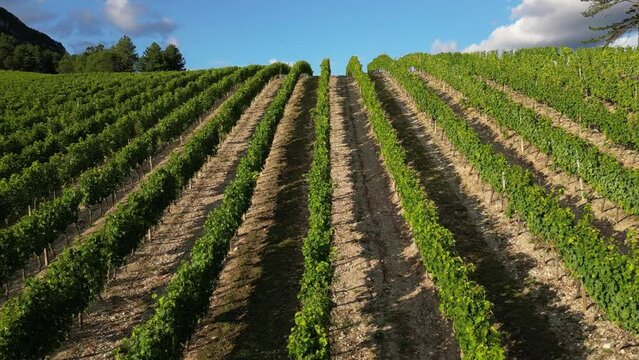 Aerial drone view over vineyards, towards agricultural fields, during sunset . Tidy rows of grapes ripening in the glow of the setting sun with mountainous terrain in the background in southern France
