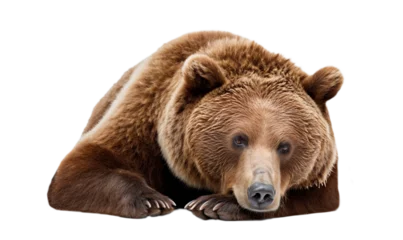 Fotobehang Brown bear (Ursus arctos) isolated on transparent background, png. One lonely brown bear, laying down Lonely bear looking sad.  © Viks_jin