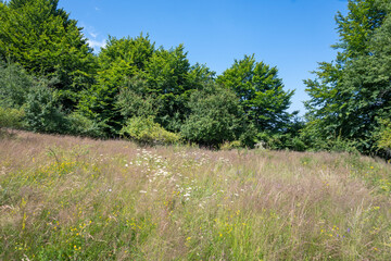 Landscape of Erul mountain near Kamenititsa peak, Bulgaria