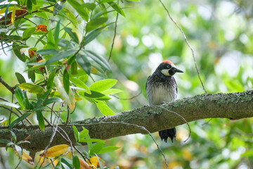 Acorn Woodpecker on thick branch